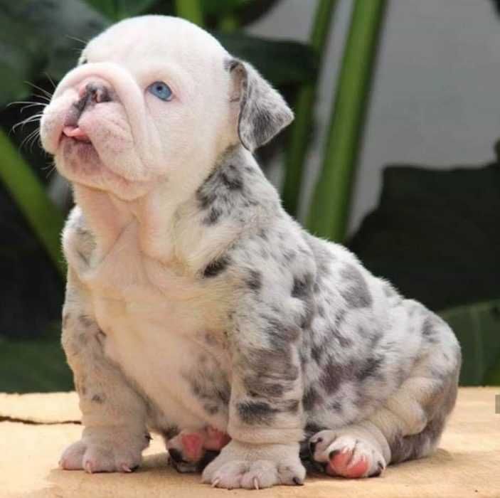 Pic-Bullydog-Puppy Pic Bullydog Puppy