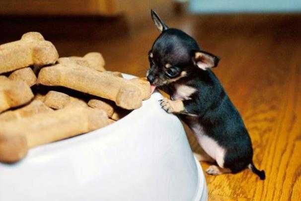 Pic-Chihuaha-Eat Pic Chihuaha Eat