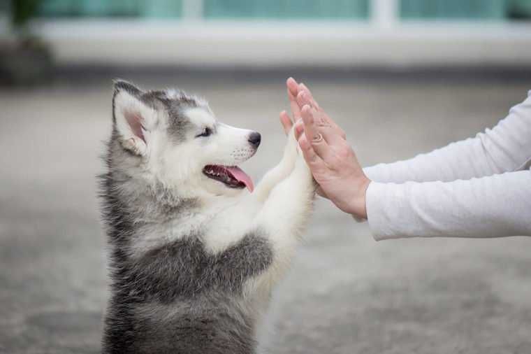 Pic-Dog-Hive-Gfive Pic Dog Hive Gfive