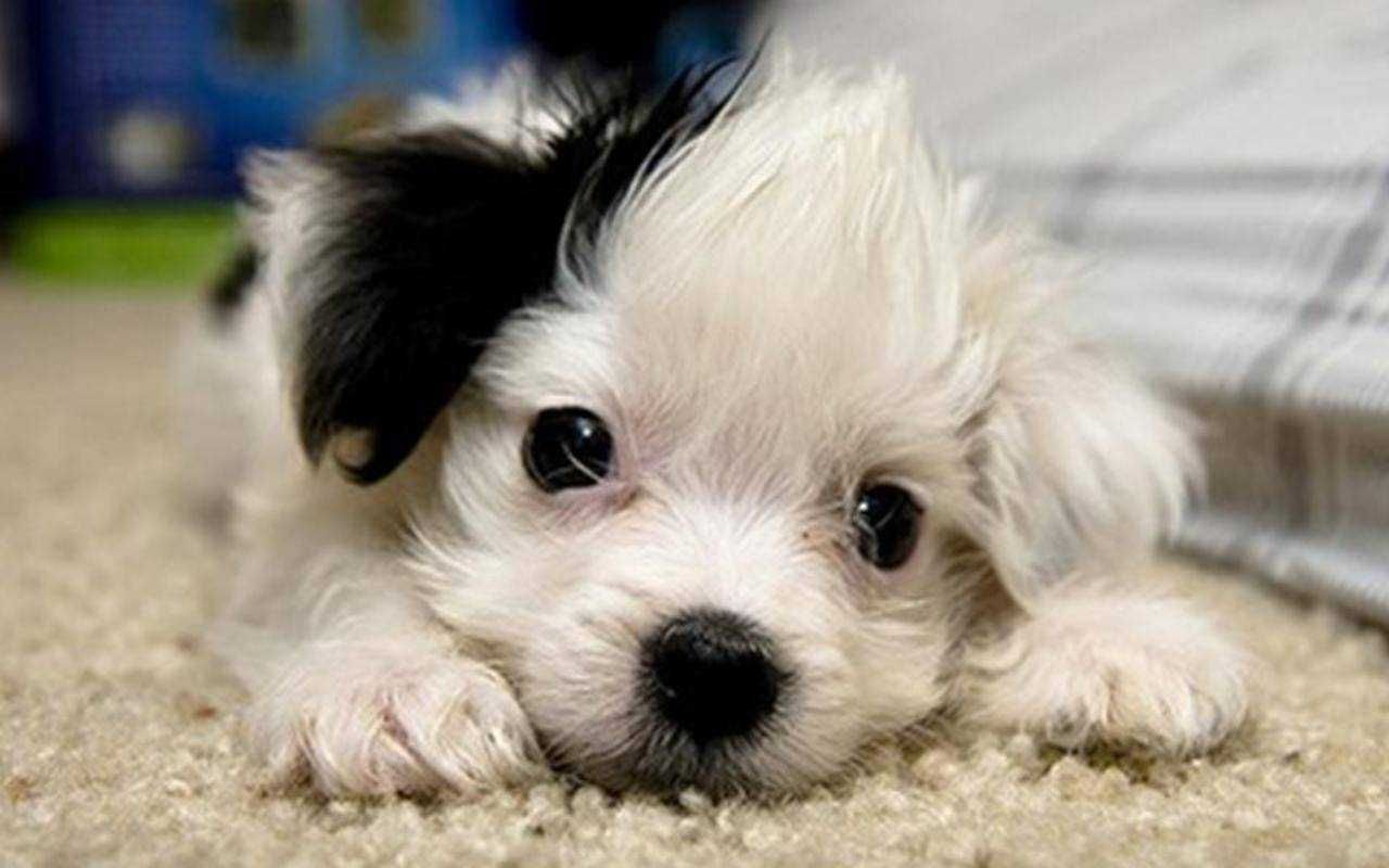 Pic-Dog-White-Black Pic Dog White Black