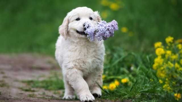 Pic-Flower-Puppy Pic Flower Puppy