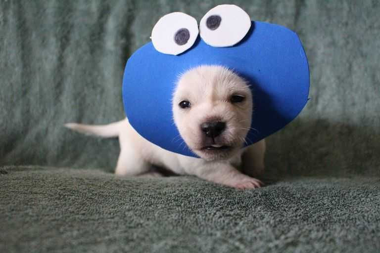 Pic-Puppy-Costume Pic Puppy Costume