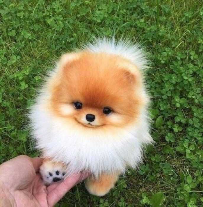 Pic-Puppy-Shake Pic Puppy Shake