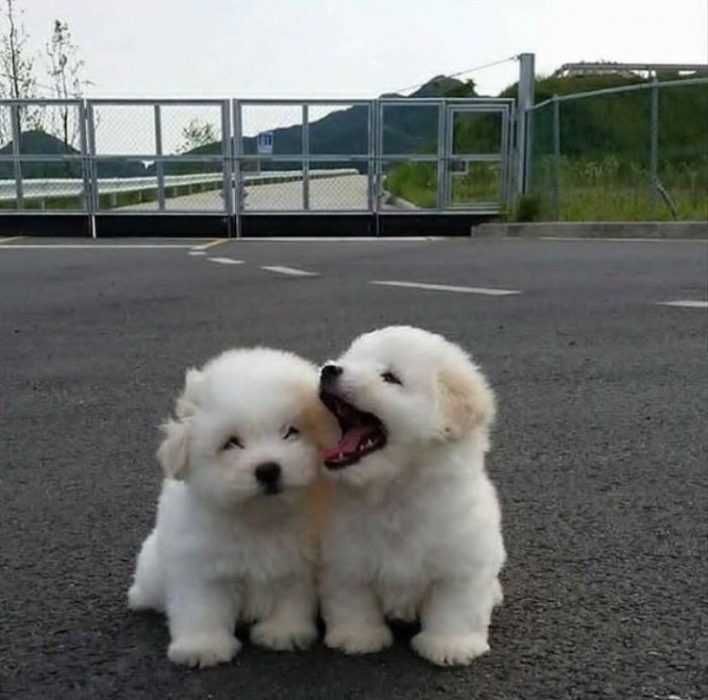 Pic-Puppy-Street Pic Puppy Street