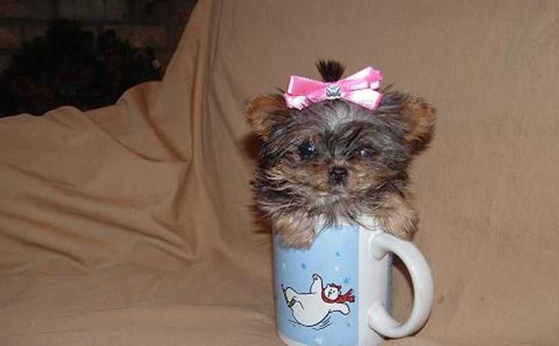 Pic-Tiny-Cup Pic Tiny Cup