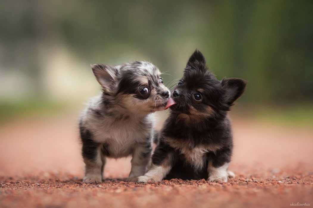Pic-Tongues-Puppies Pic Tongues Puppies
