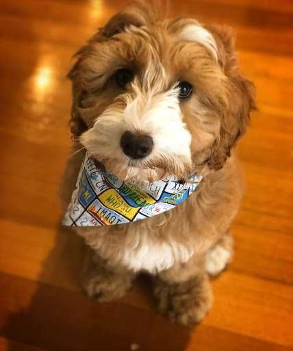 Puppy-Bandana Puppy Bandana