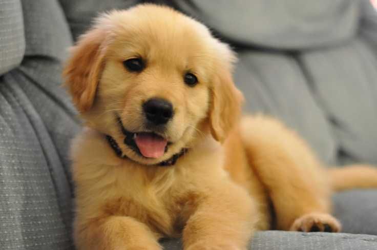 Puppy-Golden Puppy Golden
