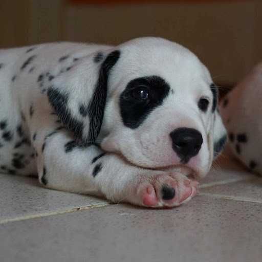 Puppy-Spot Puppy Spot