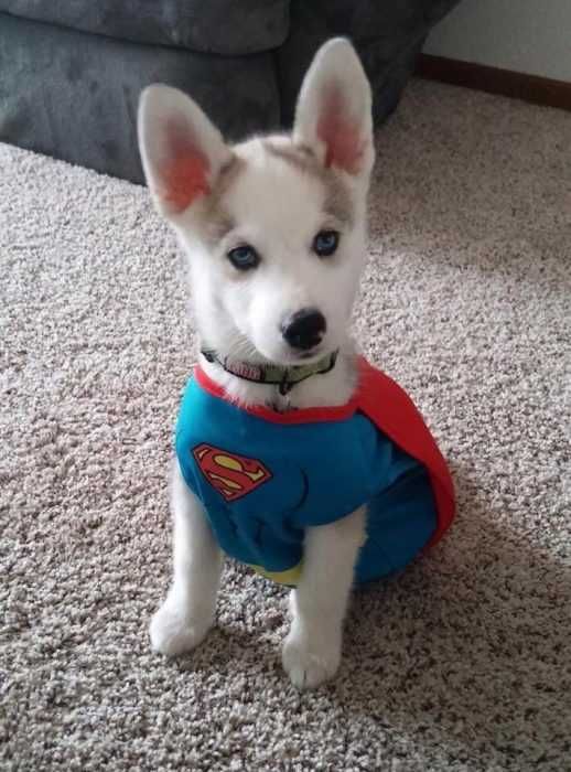 Puppy-Superman Puppy Superman