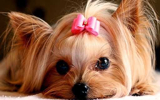 Puppy-Yorkie Puppy Yorkie