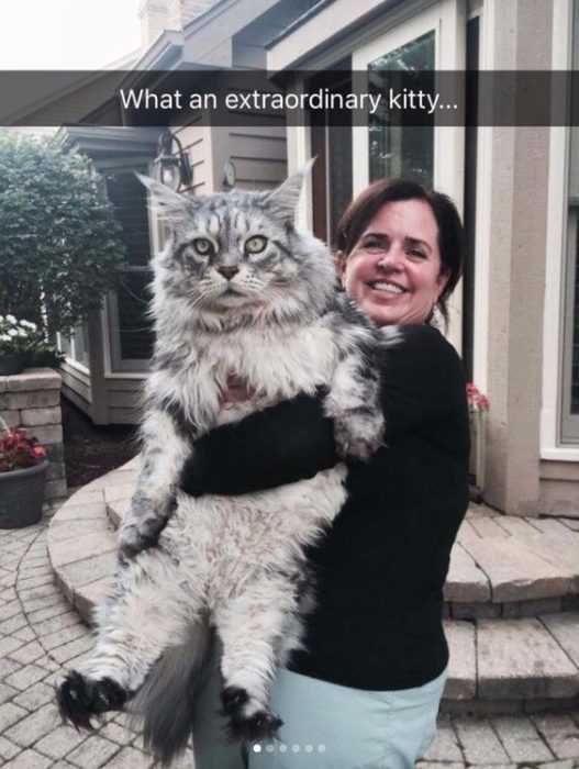 Snap-Big-Cat Funny Snapchat Cat