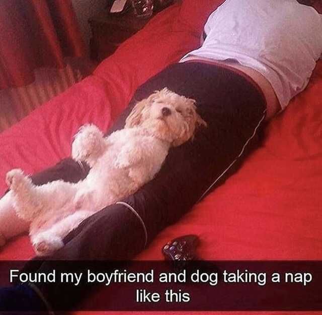 Snap-Boyfriend-Dog Funny Dog Snapchat