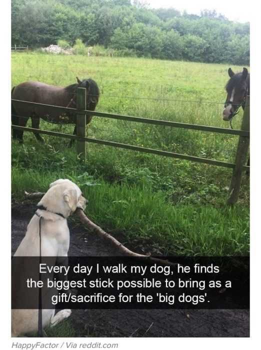 Snap-Bring-Stick Funny Dog Snapchat