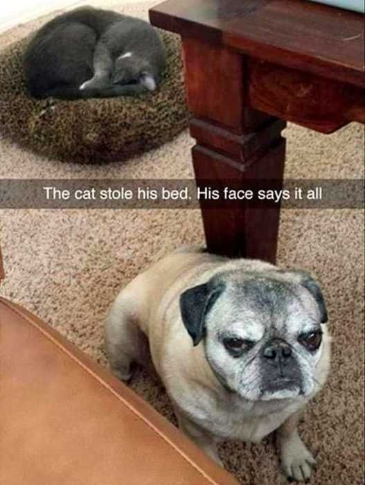Snap-Cat-Stole Funny Dog Snapchat