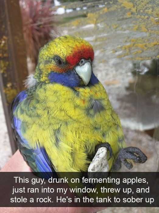 Snap-Drunk-Apples Funny Animal Snapchat