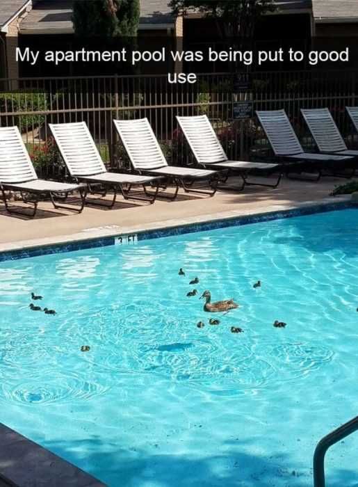 Snap-Duck-Pool Funny Animal Snapchat
