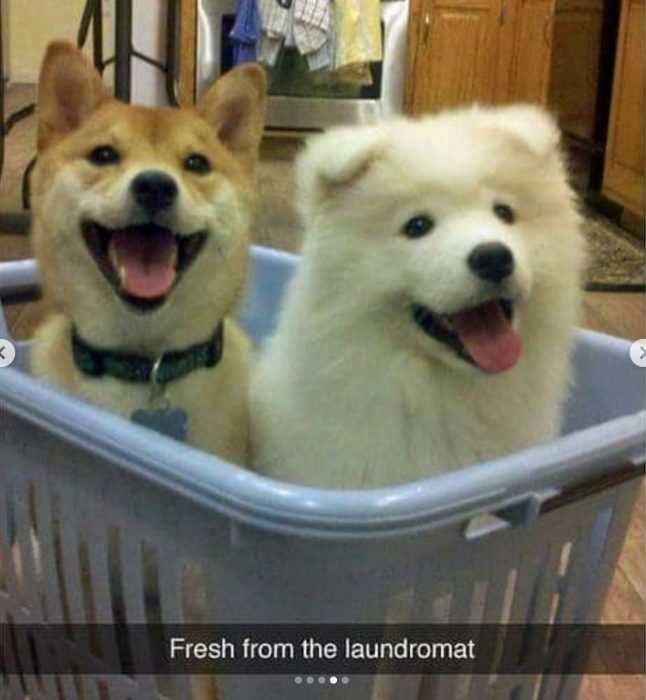 Snap-Fresh Funny Dog Snapchat