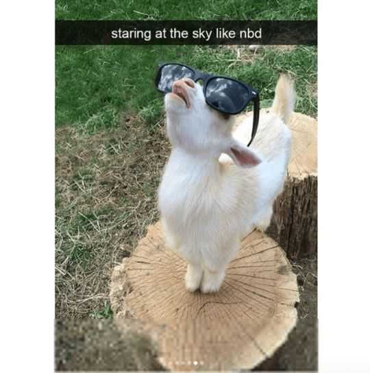 Snap-Goat-Stare Funny Snapchat Animal