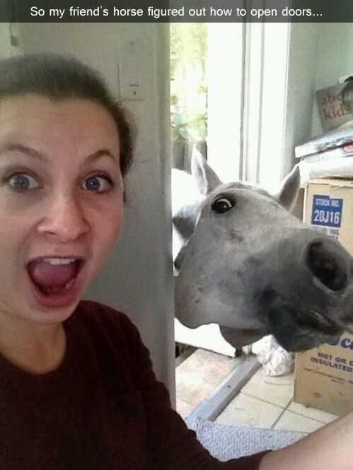 Snap-Horse-Door Funny Snapchat Animal