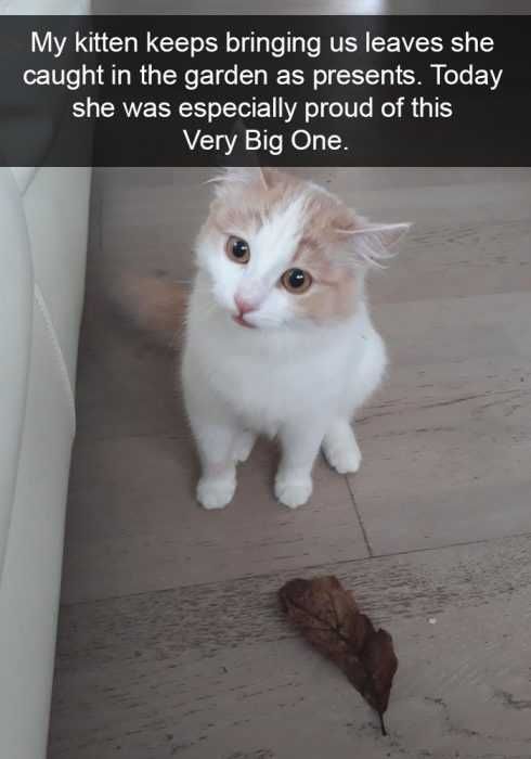 Snap-Kitten-Leaf Funny Kitten Snapchat
