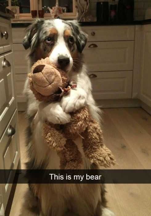 Snap-My-Bear Funny Dog Snapchat