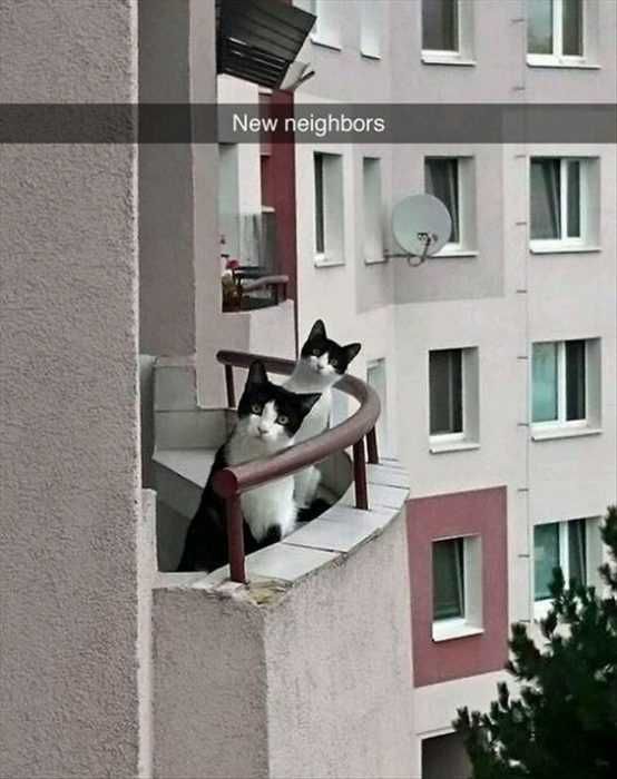 Snap-New-Neighbors Funny Cat Snapchat