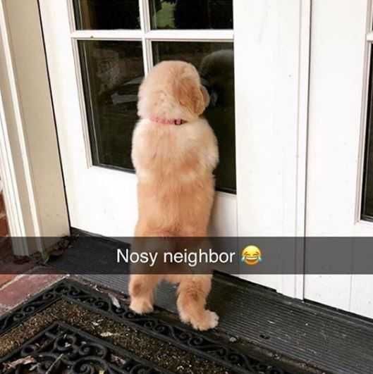 Snap-Nosy Funny Puppy Snapchat