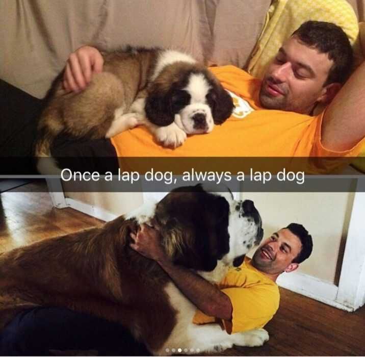Snap-Once-Aodg Funny Snapchat Dog