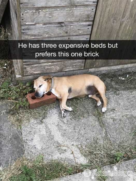 Snap-One-Brick Funny Dog Snapchat