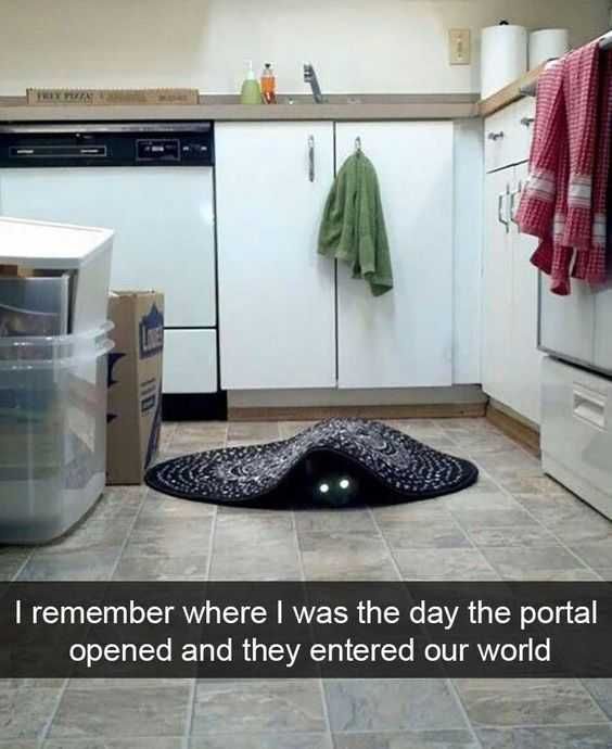 Snap-Opened-Portal Funny Animal Snapchat