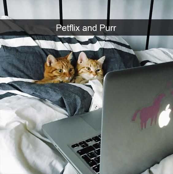 Snap-Petflix-Purr 2 Funny Snapchat Cats