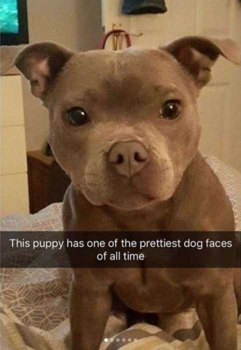Snap-Pretty-Face Funny Snapchat Puppy