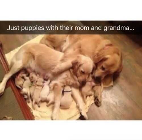 Snap-Puppies-Animals Funny Dog Snapchat