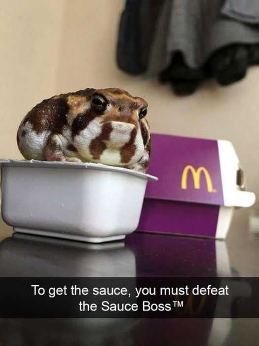 Snap-Sauce-Box Funny Snapchat Animal