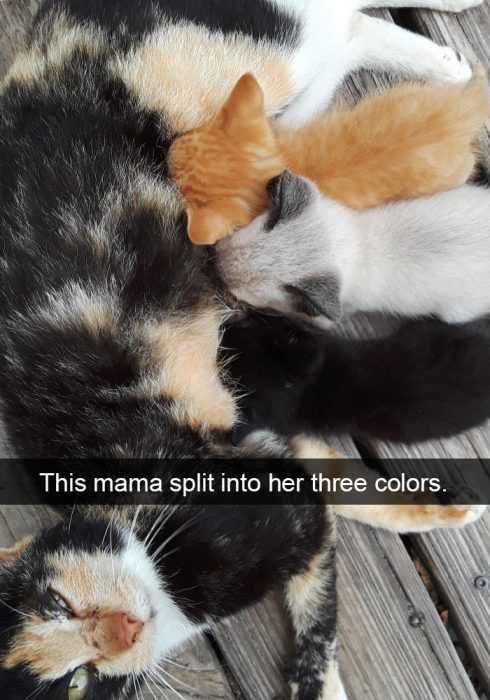 Snap-Split Funny Cat Snapchat
