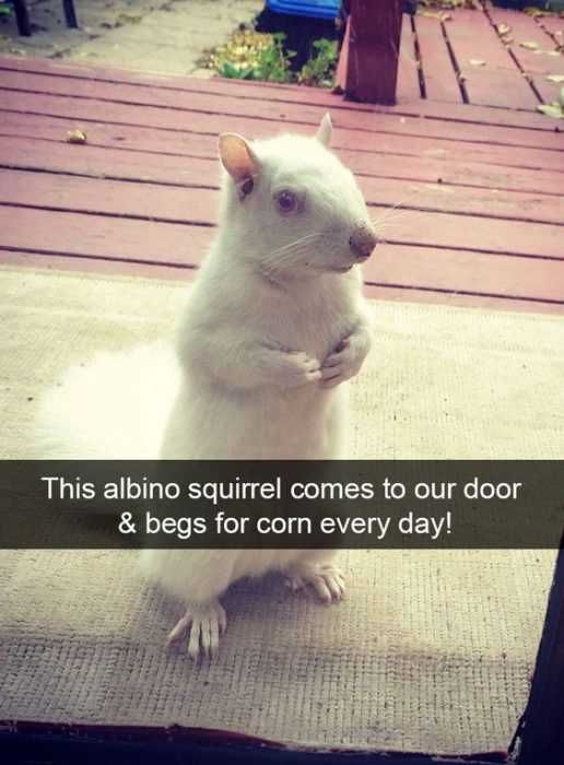 Snap-Squirrel-Corn Funny Snapchat Animal