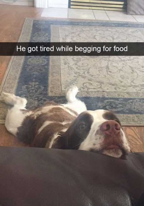 Snap-Tired Funny Dog Snapchat