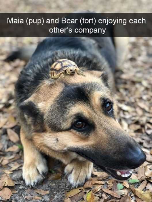Snap-Tortle Funny Snapchat Dog