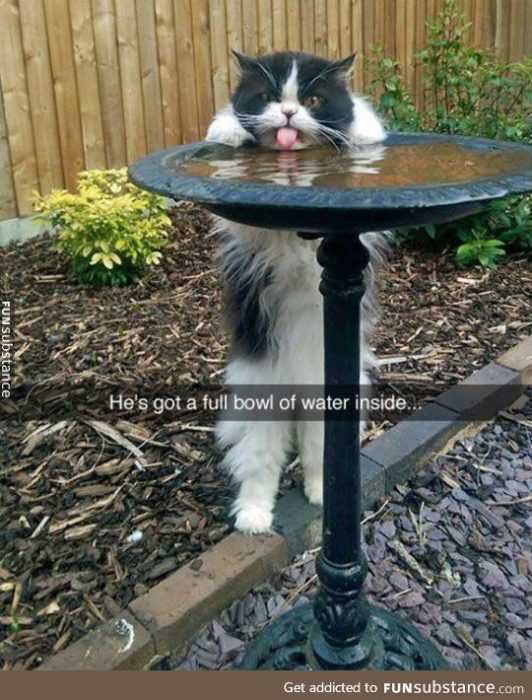 Snap-Water-Stand Funny Cat Snapchat