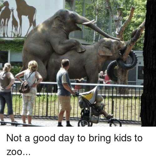 Zoo-Good-Day-For-Kids Funny Animal Memes Elephants Doing The Deed