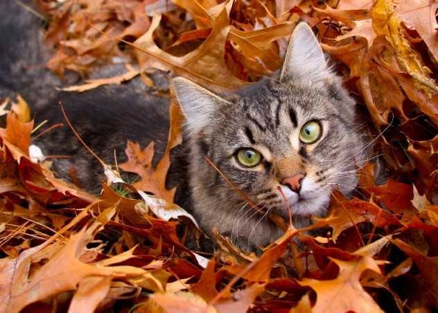 Animal-Cat-In-Leaves Funny Fall Animal Pictures Cat Submarining In Leaves