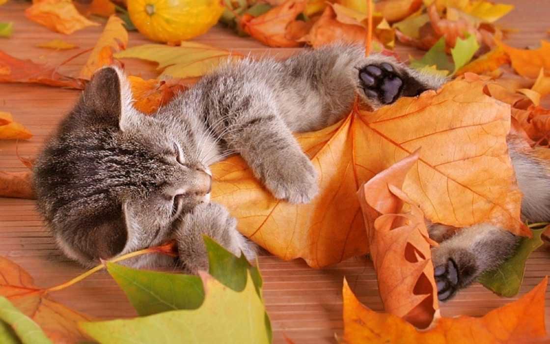Animal-Cat-Leafs Cute Fall Animal Pictures Cat Cuddling With Leaf