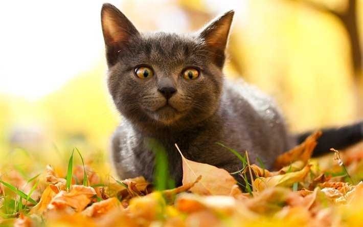 Animal-Cat-Leaves Funny Fall Animal Images Cat Stalking A Leaf