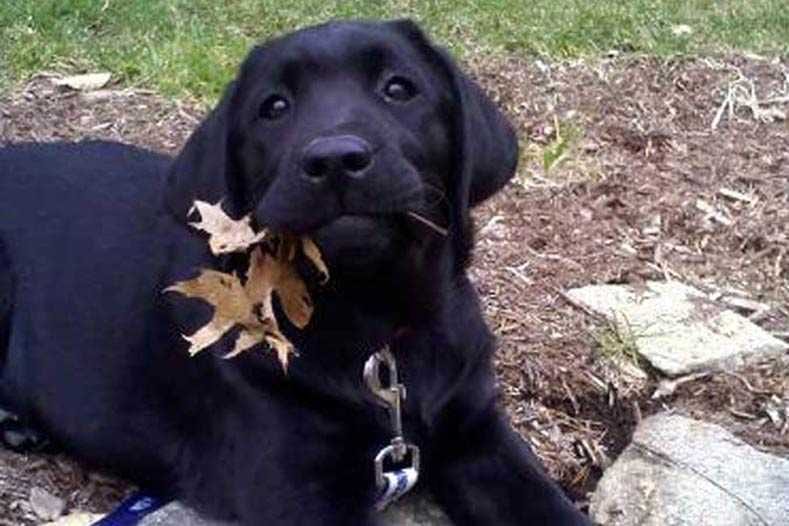 Animal-Dog-Leaf-Mouth Funny Fall Animal Memes Nothing Says Disappointment Like This Black Lab