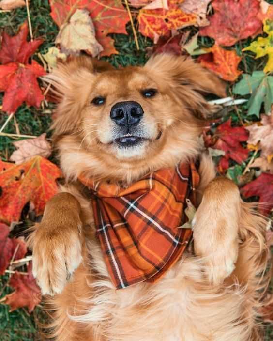 Animal-Dog-Scarf Funny Fall Animals Retriever Lying In Fall Leaves With Matching Scarf