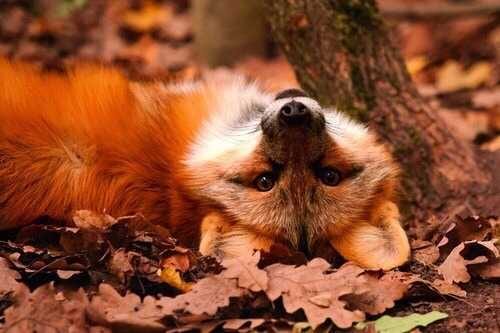 Animal-Fox-Leaves Funny Fall Animal Pictures Fox Lying On Leaves Playfully