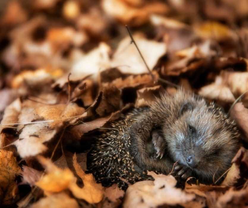 Animal-Leaves-Hedgehog Cute Fall Animal Images Hedgehog Curled Up In Leaves