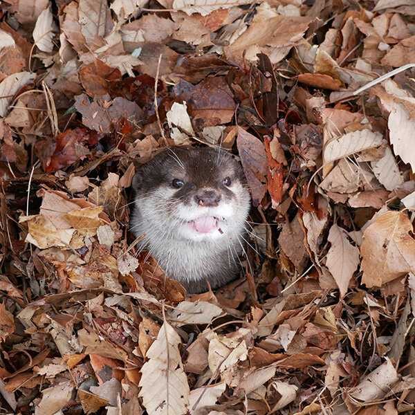 Animal-Otter-Leaf-Pile Cute Fall Animal Pics Otter In Leaf Pile