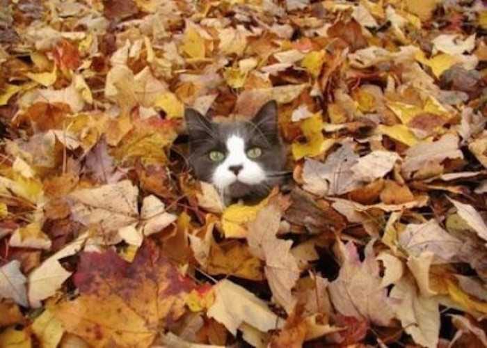 Animals-Cat-In-Leaves Funny Fall Animal Images Cat Surfacing After Some Leaf Diving